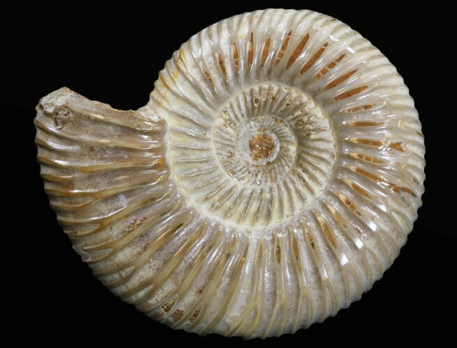 Perisphinctes Ammonite Fossil - Jurassic #34073